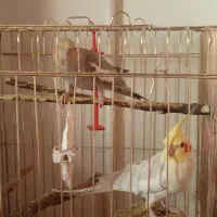 عروس هلندی سخنگو|پرنده|اسلام‌شهر, شهرک سعیدیه|دیوار