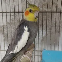 عروس هلندی نر