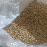 گندوم تمیز