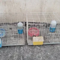 پرنده جفتگاه