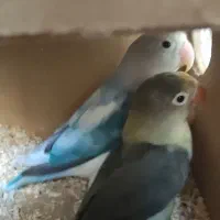 جفت طوطی برزیلی