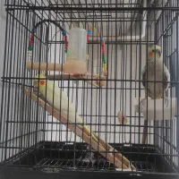 عروس هلندی با قفس بزرگ