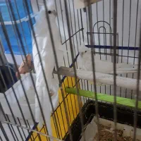 فروش عروس هلندی نر