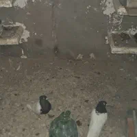 چند جفت سرسیاه و سر سرخ