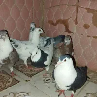 کفتر