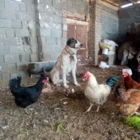 واگذاری حیون نر وماده|سگ|تربت جام, جلگه موسی آباد|دیوار