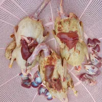 اردک و غاز محلی مرغ و خروس کبابی|حیوانات مزرعه|رشت, پل تالشان|دیوار