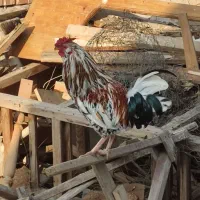 خروس گلین ریش چهل تاج