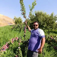 نهال های گلابی زرد سبز قرمز گلدانی آماده کاشت|خدمات باغبانی و درختکاری|یزد, |دیوار