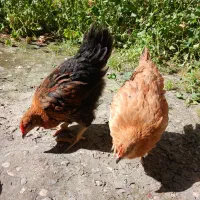 مرغ وخروس ۳ماهه