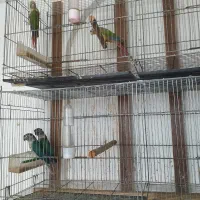 تعدادی حیوان برای فروش