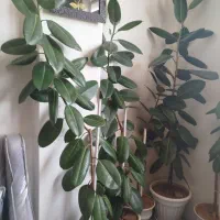 فروش گیاهان اپارتمانی|گل و گیاه طبیعی|شهرکرد, |دیوار