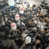 جوجه مرغ و خروس گلپایگان و بلک استار