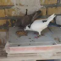 معاوضه با بهبونی