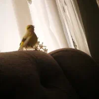 قناری نر خوش صدا خوش رنگ زیبا اهلی معاوضه