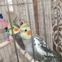 عروس هلندی|پرنده|شوش, |دیوار