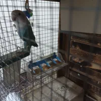 برزیلی نر باقفس قناری مرغ عشق