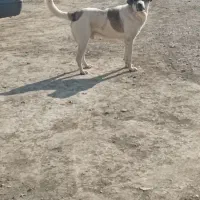 واگذاری پژدر|سگ|خرمآباد, |دیوار