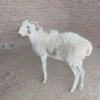 بره قوچ|حیوانات مزرعه|زرند, |دیوار