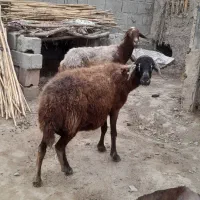 یک راس گوسفند بره داربابره نر ویک راس گوسفند ابستن