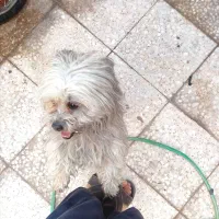 شیتزو پامر فرفری باهوش|سگ|شیراز, سعدیه شمالی|دیوار