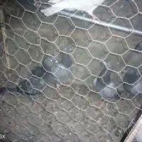 14عدد جوجه جفتی 400 بیرجند هستن