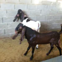 دوکهردنر اصل