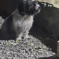 واگذاری رایگان|سگ|نوشهر, |دیوار