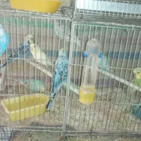 مرغ عشق مولد