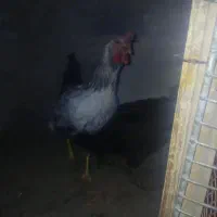 مرغ وخروس عربی|حیوانات مزرعه|اهواز, کوی علوی|دیوار