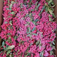زرشک تر و تازه قاین چینش روز