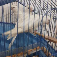 عروس پاریس|پرنده|سوسنگرد, |دیوار