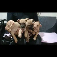 توله پیت بول رد نویز و بلک نویز|سگ|تهران, خانیآباد|دیوار