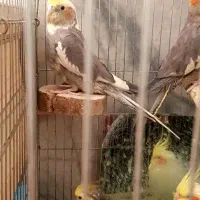 فروش ۵ عروس هلندی خونگی|پرنده|زابل, |دیوار