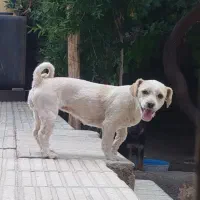 سگ بالغ