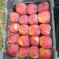 سیب قرمز پیازی فله ای|حراج|پیرانشهر, |دیوار