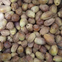 قصب زاهدی از باغات شهرستان فراشبند فارس|خوردنی و آشامیدنی|فراشبند, |دیوار