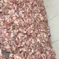 بچه فیله مرغ