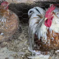 تخم کوشین|حیوانات مزرعه|لولمان, |دیوار