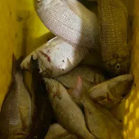 ماهی تازه صید روز|خوردنی و آشامیدنی|بندرلنگه, |دیوار