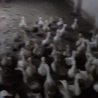 فروش اردک|حیوانات مزرعه|طاهرگوراب, |دیوار