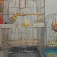 عروس هلندی|پرنده|بافق, |دیوار