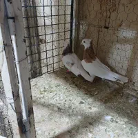 طوقی زرد نر|پرنده|اقبالیه, |دیوار