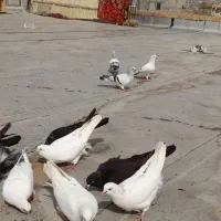 کبوتر هلندی سیاه و سفید