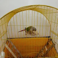 طوطی گرینچیک دستی سخنگو|پرنده|الوند, |دیوار