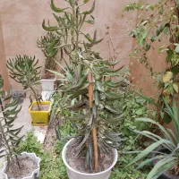 دو عدد گلدان اشک تمساح