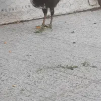 فروش نیمچه مرغ وخروس