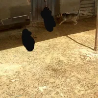 سگ نگهبان دهن پاک