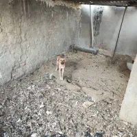 سگ دورگه گرگی