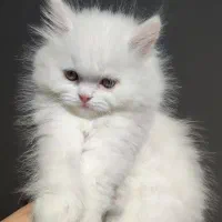 بریتیش لانگ هیر با کیفیت